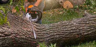 Professional  Tree Services in Chepachet, RI