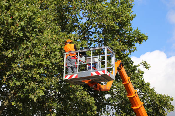 Why Choose Our Tree Removal Services in Chepachet, RI?